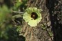 Nice flower