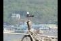 sea gull