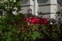 Red Chrysler