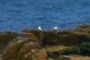 Gulls