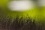 tall grass?
