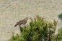 Hawk