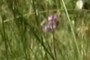 Calopogon tuberosus
