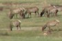 Elk?