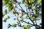 Apple blossoms