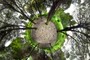 Green Planet