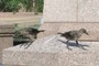 Twin Birds