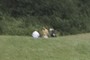 Looking for a lost ball