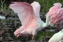 Roseate Spoonbill
