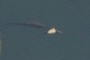 Is it a creature?