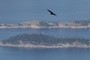 flying bird