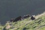 Vaches Salers