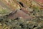 Drillhole Tailings