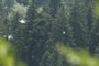 Basescu and Orban behind the trees
