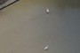 白鷺鷥