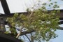 First step in Nature's reclamation
