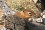Another Squirrel