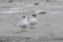 Terns