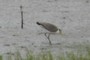 Lapwing