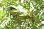 Green Ant nest