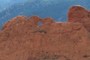 Kissing camels