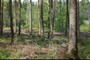 Discover the forest ...