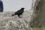 Stone Bird