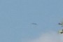 Bird in Flight
