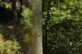 Discover the forest ...