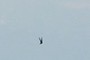 A bird over Met Life 