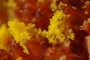 Pollen