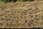 Labyrinth