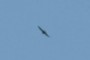 A fly by
