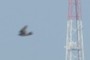 One of two birds high above the Hawthorne bridge