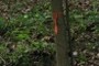 ribon on tree