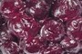 Marionberry