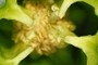 Bell Pepper