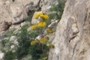 'Century Plant' flowers