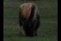 Buffalo