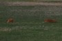 baby bison