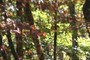 Autumn Leaves