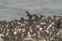 Landing
