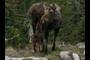 moose calf and mother