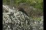 Disappearing Badger