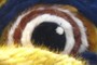 A glint in the eye