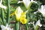 Fancy Iris