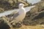 Seagull