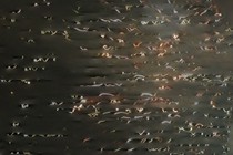 159175-210x140