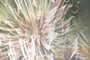Firework #4