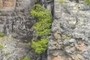 Trees on rock